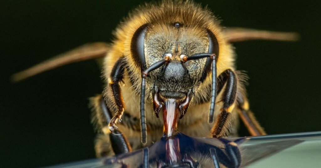 Curiosidades sobre la inteligencia de los insectos y su asombrosa capacidad