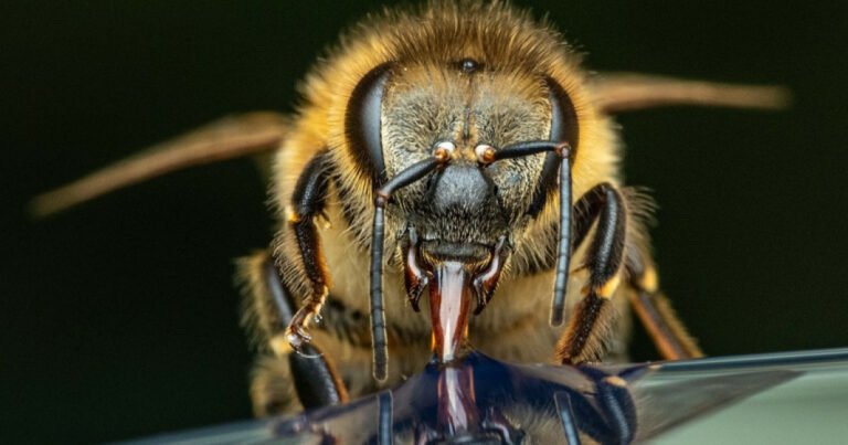 Insect Intel Curiosidades sobre la inteligencia de los insectos y su asombrosa ...