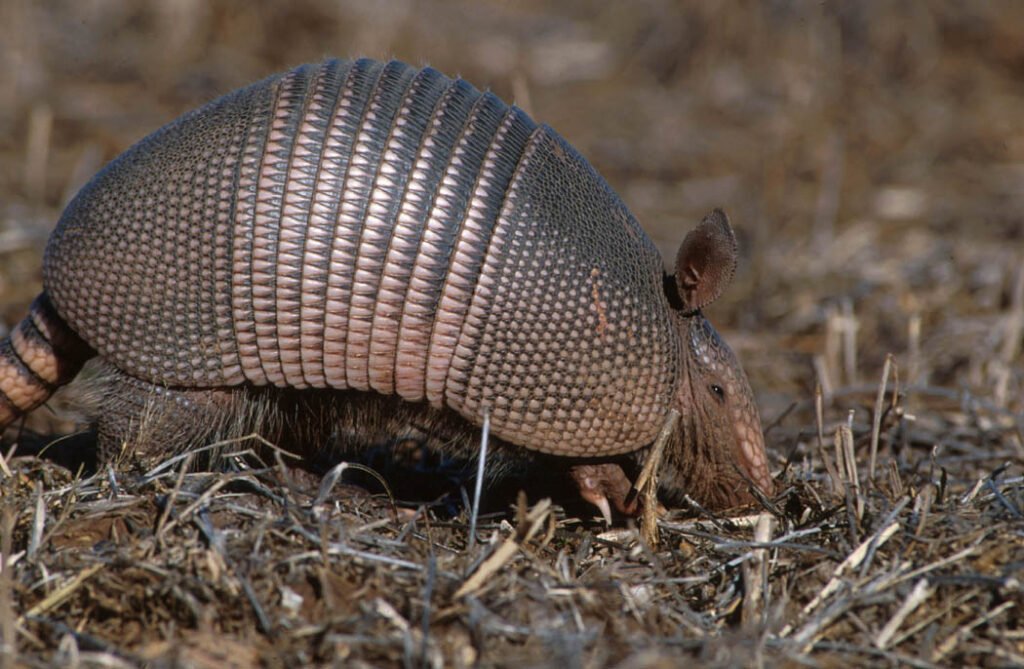 Descubre al armadillo de nueve bandas en la selva amazónica