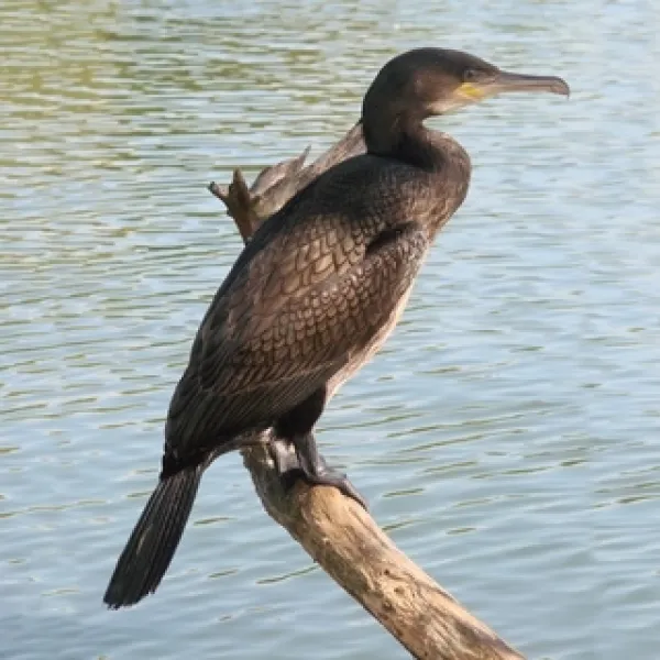 Descubriendo el Cormorán esta Fascinante Ave Acuática