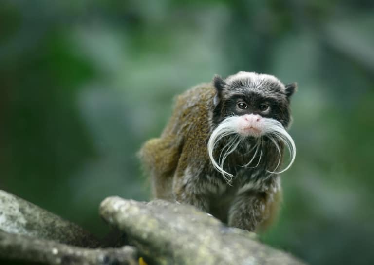 Descubriendo la maravillosa diversidad: Los 10 animales menos conocidos de la selva amazónica