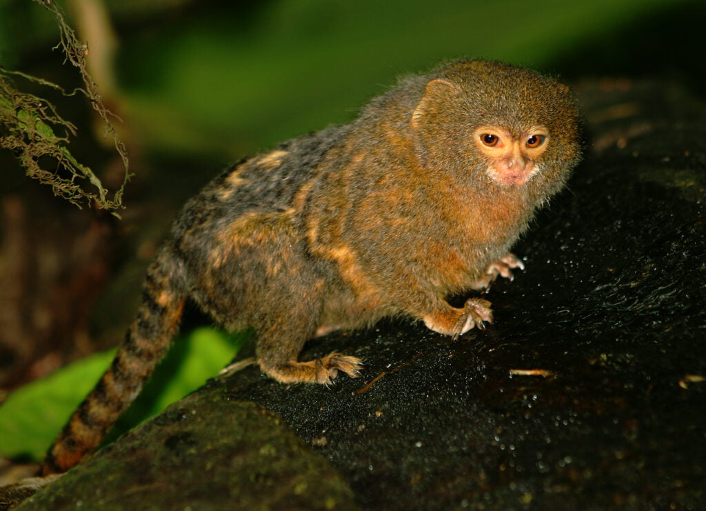 El cautivador mundo del tití pigmeo en la selva amazónica