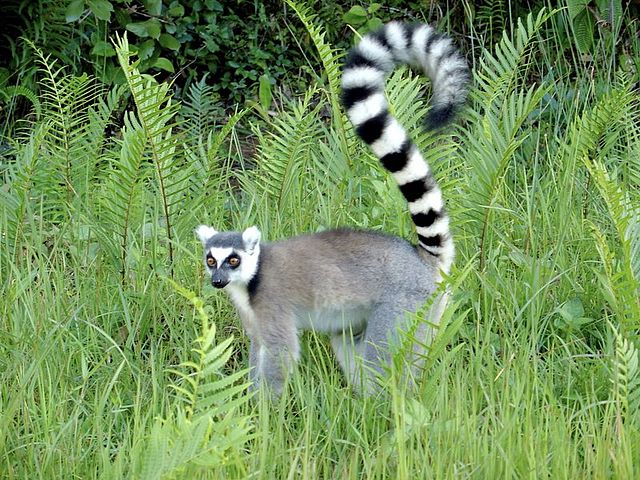 El lémur de la Amazonia una rareza en la selva tropical