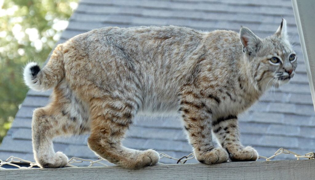 El sigiloso gato montés explorando la selva amazónica