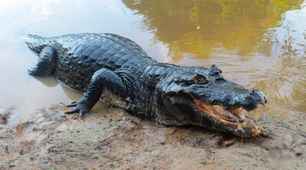 Encuentro con la naturaleza el caimán negro de la selva amazónica