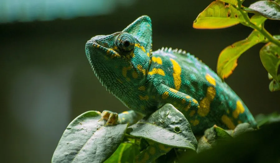 Fascinante adaptación el camaleón amazónico en su hábitat