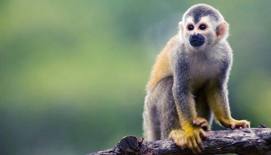 Increíbles criaturas amazónicas: Los 10 animales menos famosos de la selva tropical