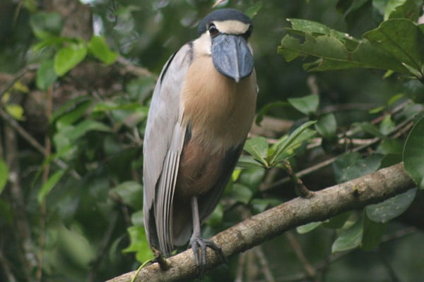 La belleza oculta de la Amazonia: Descubre estos 10 animales poco reconocidos