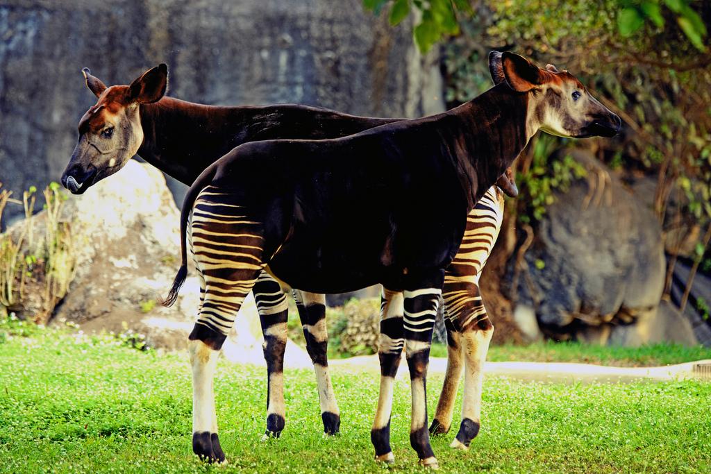 Los secretos de la fauna poco conocida 3 especies sorprendentes