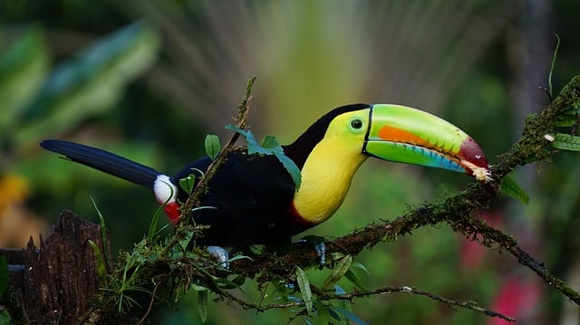 Los secretos ocultos de la jungla: Los 10 animales exóticos de la selva amazónica