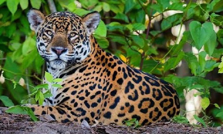 Misterioso y nocturno el jaguarundi de la Amazonia