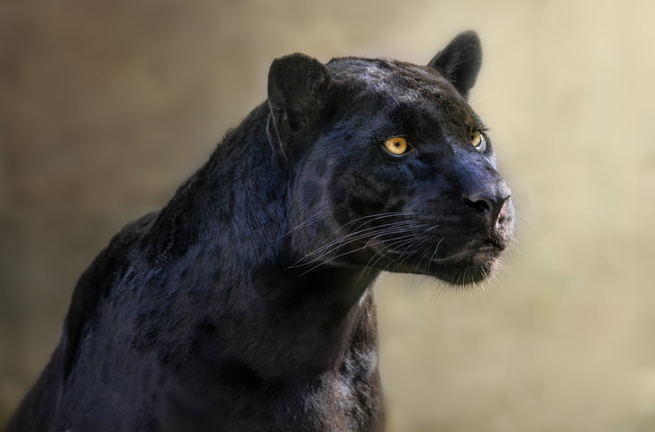 Tesoros escondidos el raro ocelote melánico en la selva amazónica