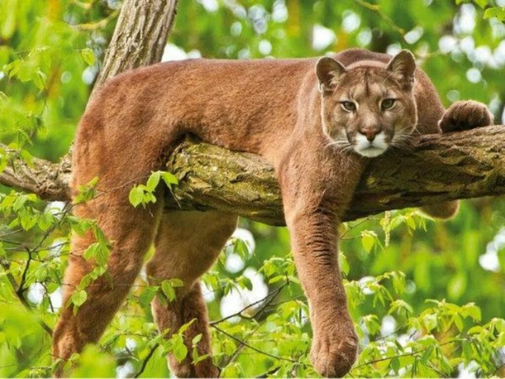 Aventura en la selva en busca del escurridizo puma amazónico