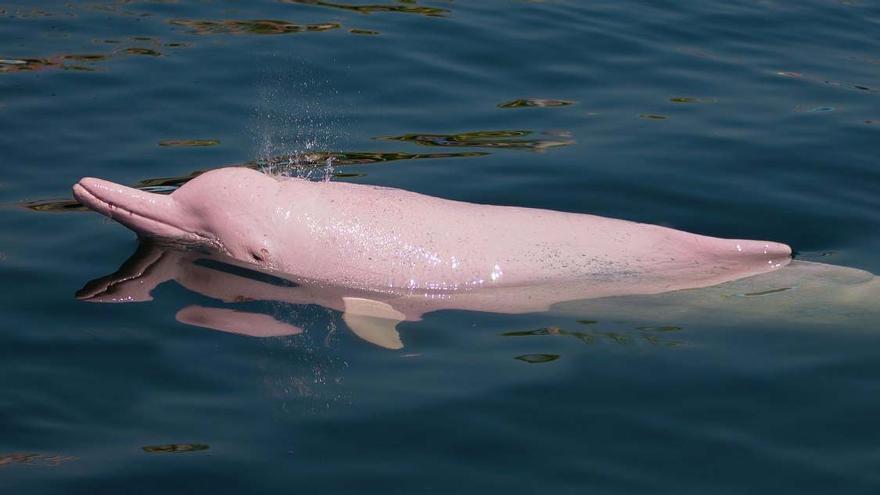 Descubre al tímido delfín rosado de la selva amazónica