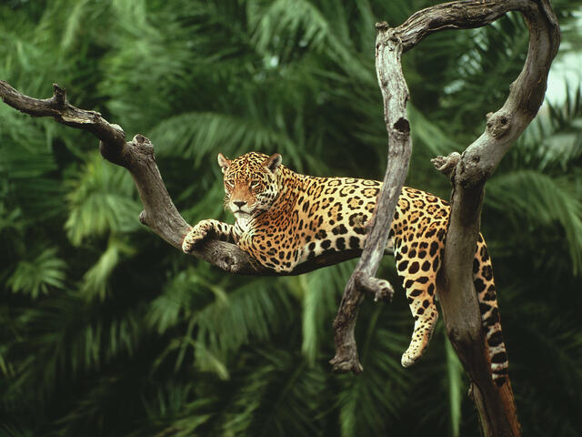 Descubre la fascinante vida del jaguar en la selva amazónica