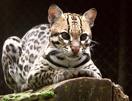 El intrigante ocelote el gato salvaje de la selva amazónica