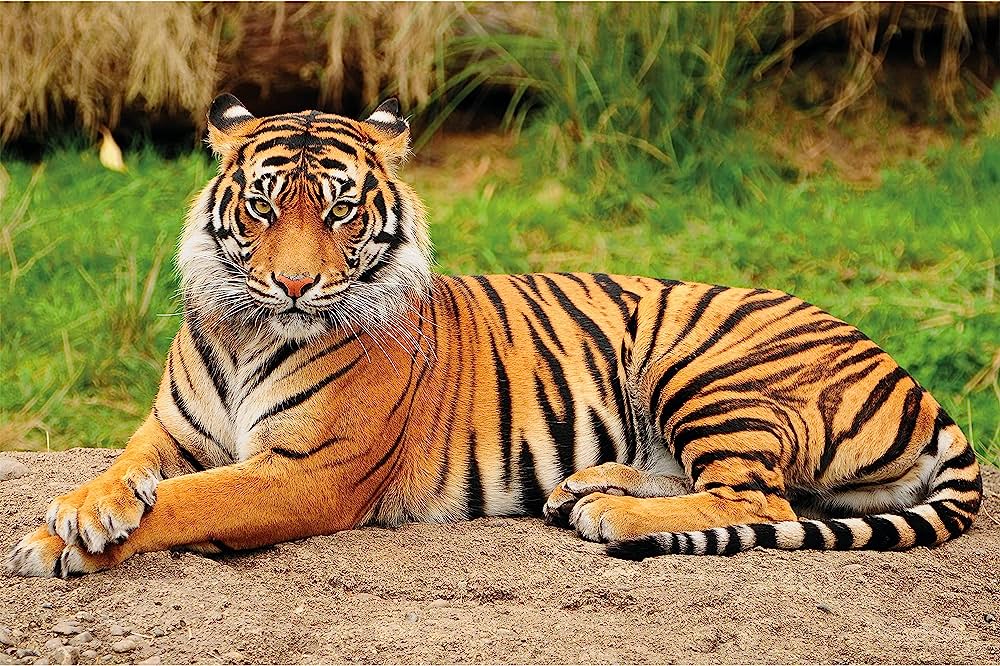 El rey de la selva amazónica el majestuoso tigre