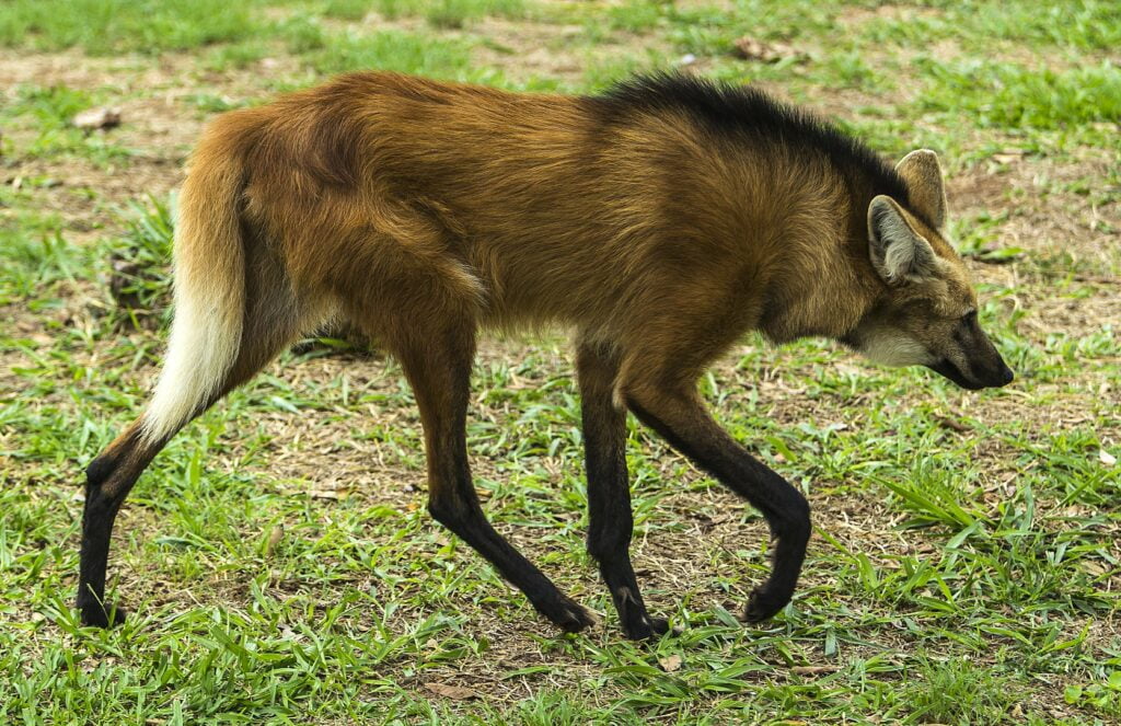 Enigmático y sigiloso el lobo de crin de la selva amazónica