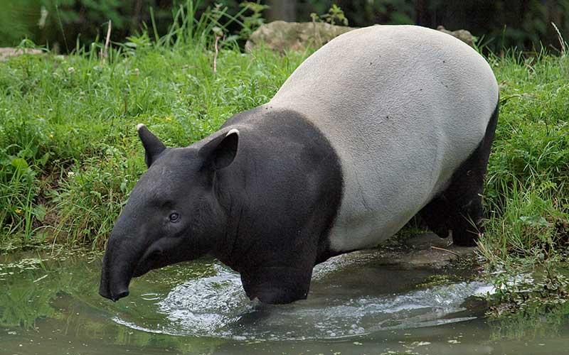 Explora la biodiversidad de la selva amazónica el tapir