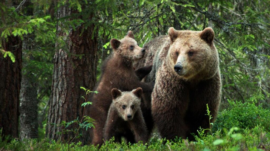 Explora la selva amazónica conoce al majestuoso oso pardo