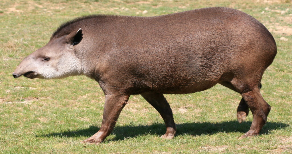 Fascinante biodiversidad el tapir de la selva amazónica