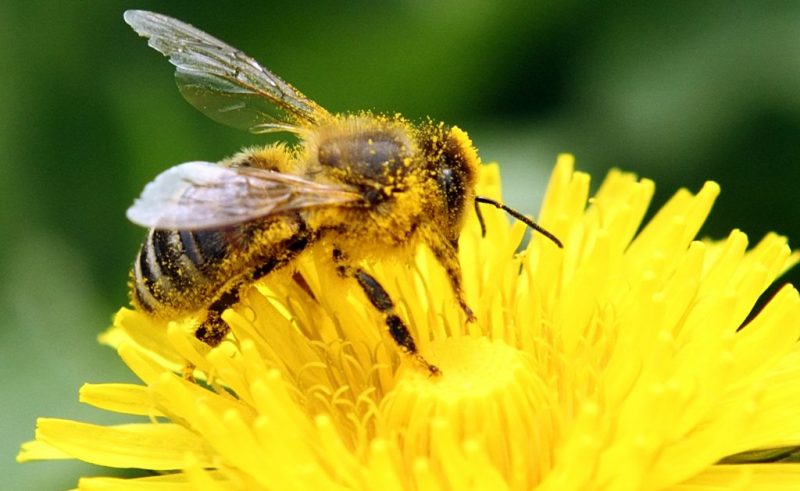 La inteligencia de las abejas descubriendo la sabiduría de la naturaleza