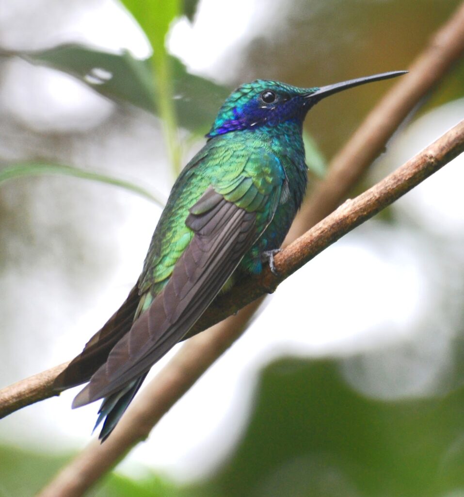 Maravillas ocultas el colibrí esmeralda en la selva amazónica