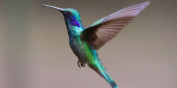 Maravillas ocultas el colibrí esmeralda en la selva amazónica