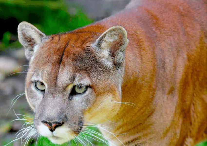 Misterioso y enigmático el puma de la Amazonia