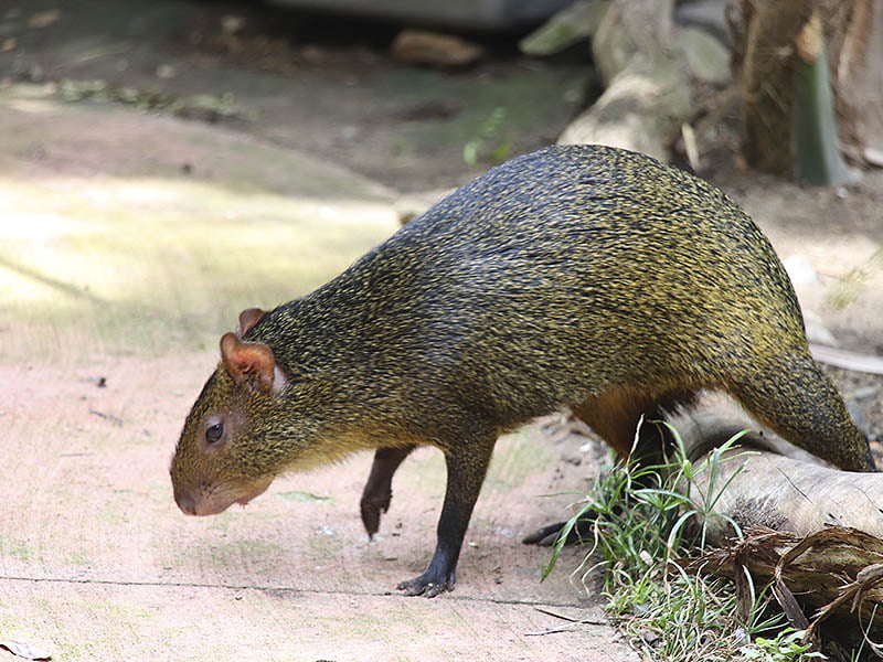 Sumérgete en el hábitat del agutí en la selva amazónica