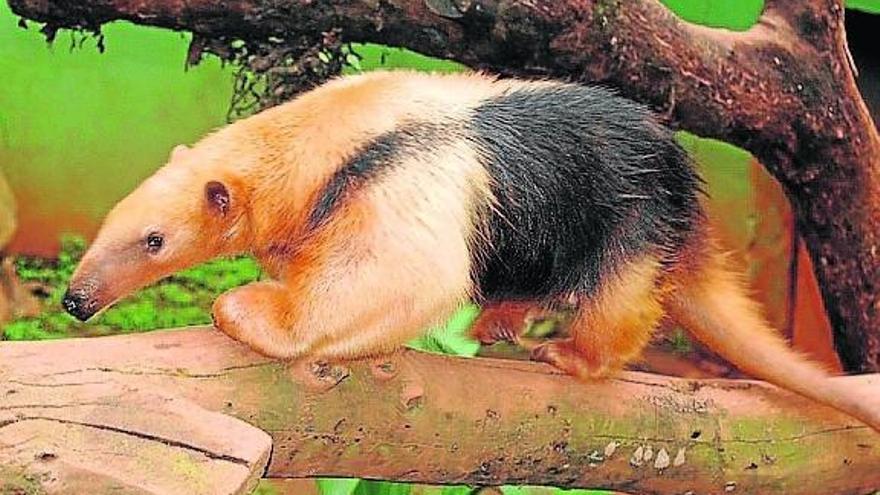 Sumérgete en la selva encuentra al curioso oso hormiguero