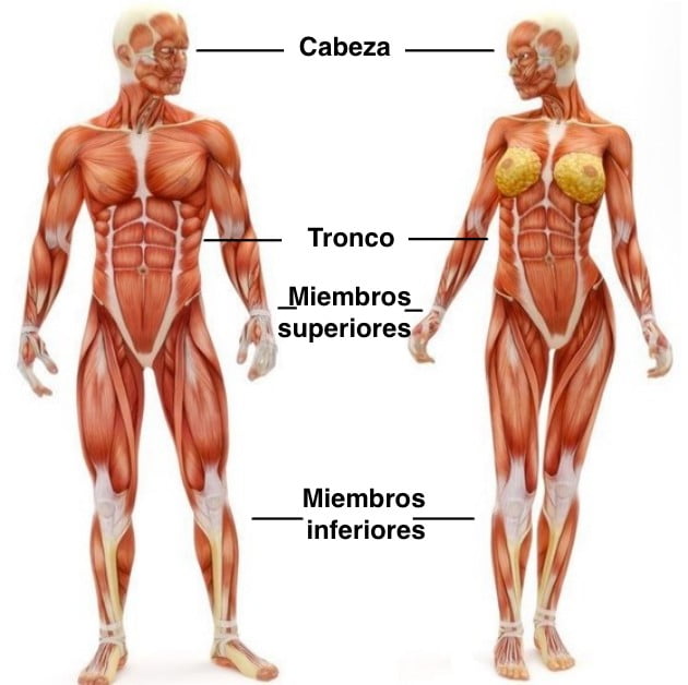 Curiosidades sobre el cuerpo humano que te dejarán asombrado