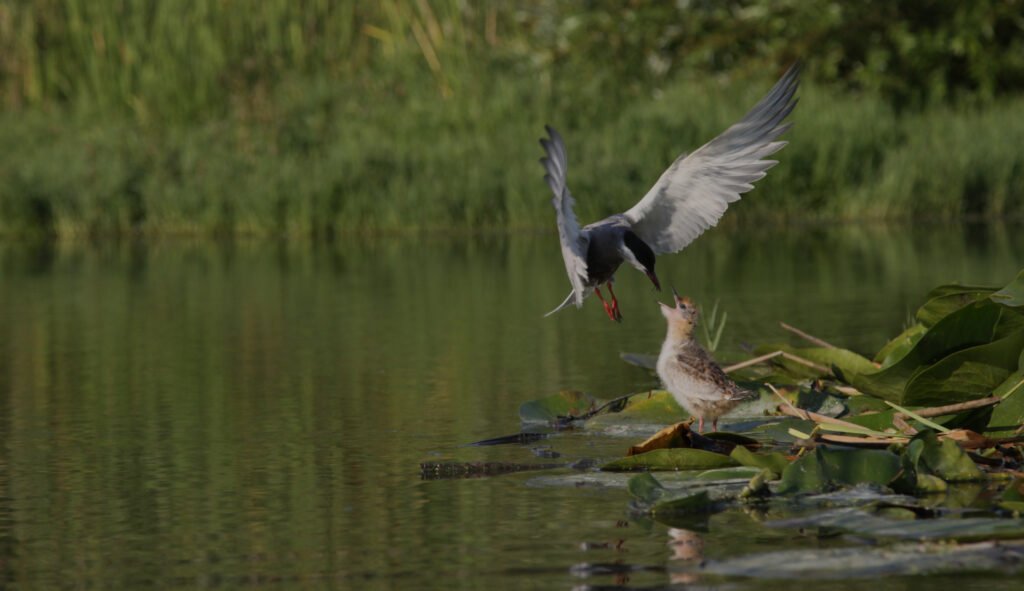 Aves Acuáticas Habitantes de Humedales Lagos y Ríos