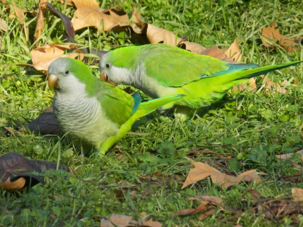 Aves Nativas vs. Invasoras: Impacto en los Ecosistemas Locales