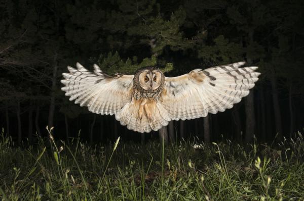 Aves Rapaces Nocturnas: Misteriosos Cazadores de la Oscuridad