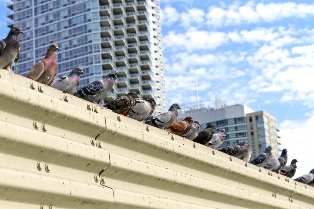 Aves en la Ciudad: Adaptaciones Sorprendentes para Sobrevivir