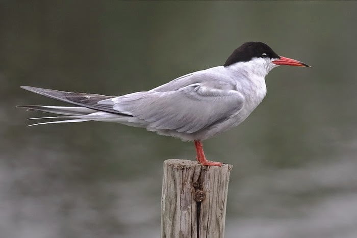 Aves y Cambio Climático: Cómo se Ven Afectadas por las Alteraciones Ambientales