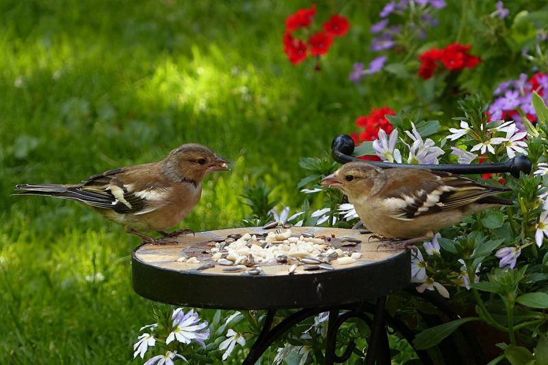 Cómo Atraer Pájaros a tu Jardín: Consejos y Trucos Efectivos