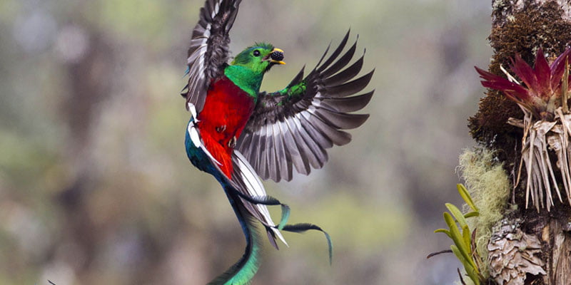 Descubre las 10 Aves Exóticas Más Asombrosas del Mundo