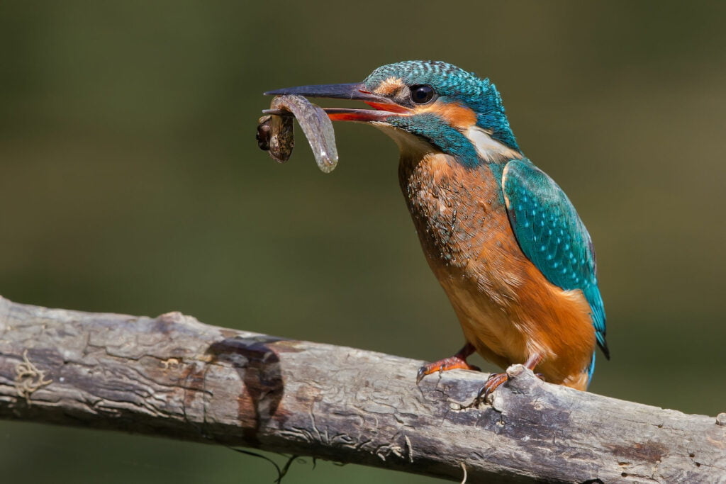 El Rol de las Aves en el Equilibrio Ecológico: Importancia y Amenazas