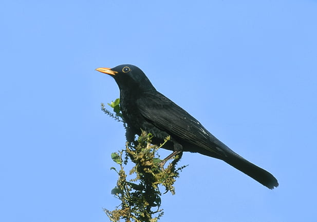 Explorando la Observación de Aves como Terapia y Pasatiempo