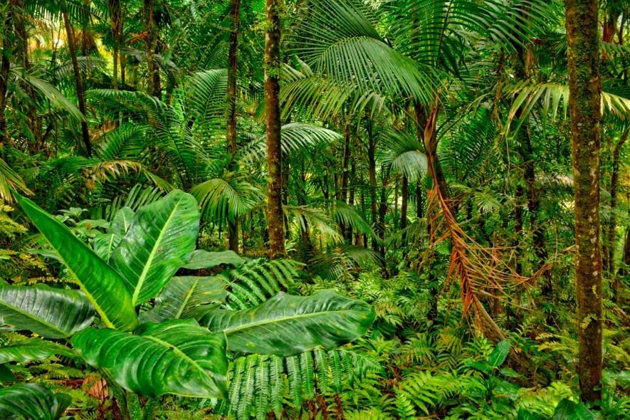 Explorando los Bosques: Aves que Habitan en Diferentes Tipos de Selvas