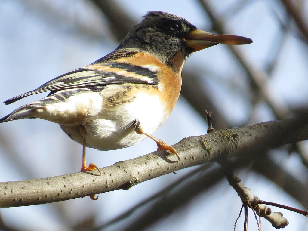 Guía Completa de Identificación de Aves: Fotos y Características