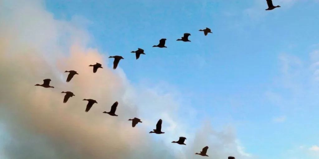 La Ciencia de la Migración: Cómo las Aves Navegan por Continentes