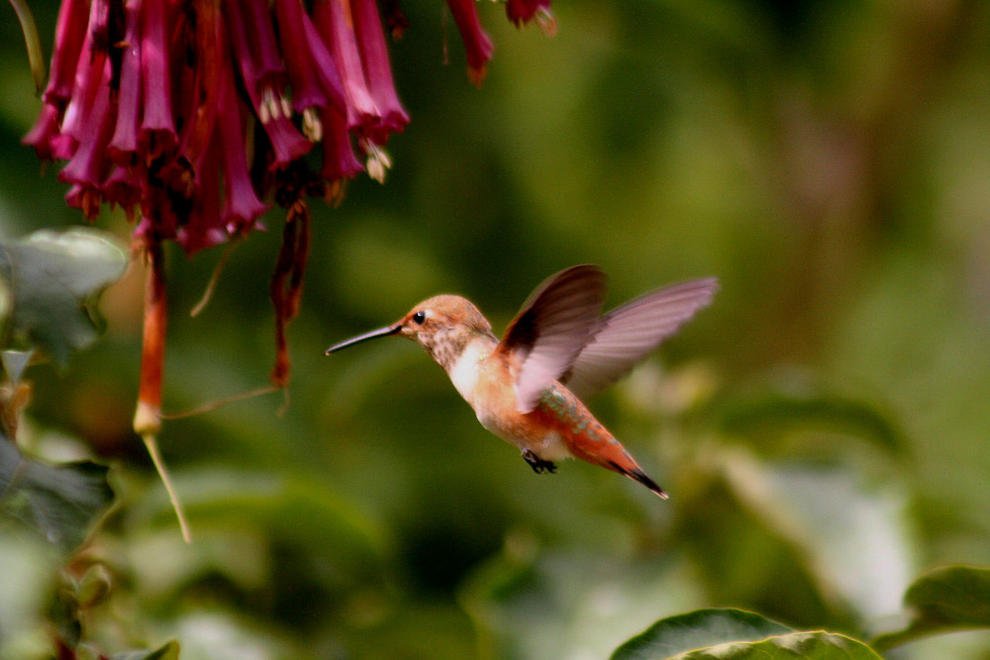 La Relación Entre las Aves y las Flores: Polinización y Coevolución