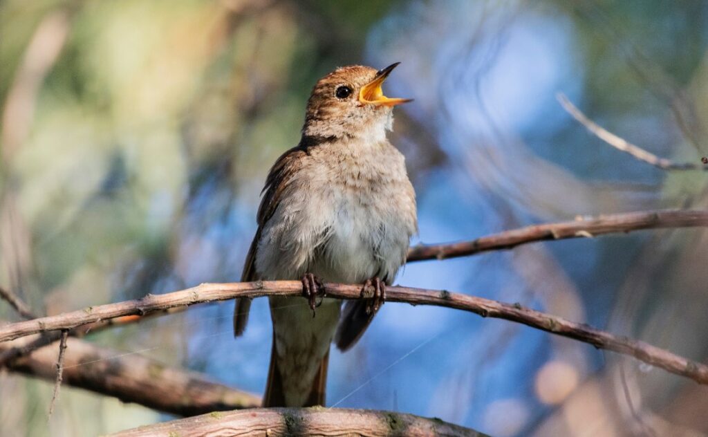 Las Aves Cantoras Más Bellas y sus Melodías Fascinantes
