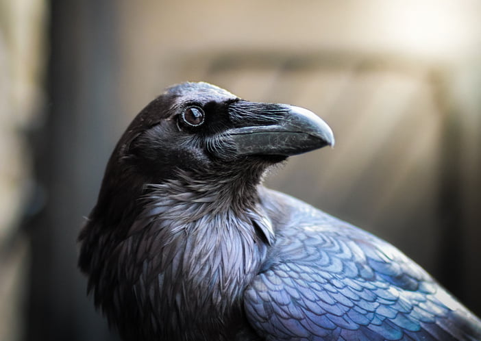 Las Aves más Inteligentes Cuervos Loros y su Sorprendente Cognición
