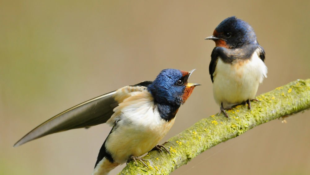 Los Cantos de las Aves: Comunicación, Territorio y Atracción