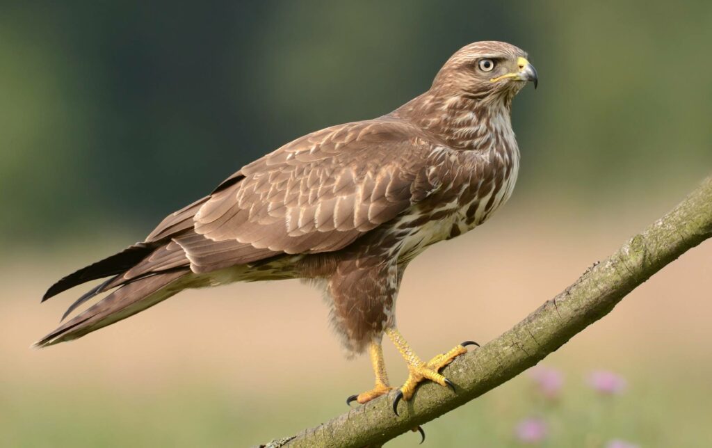 Los Depredadores Aéreos: Águilas, Halcones y Búhos en Detalle