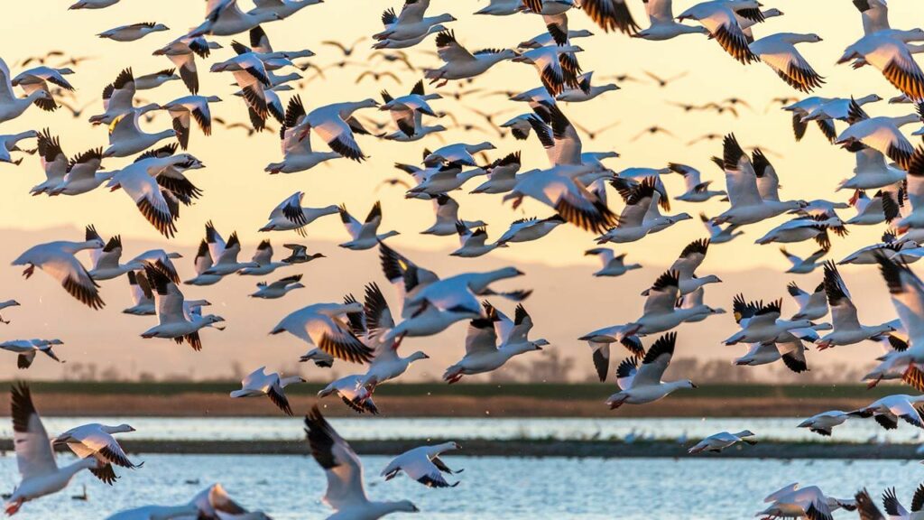 Migración de Aves: Rutas Increíbles y Curiosidades Asombrosas
